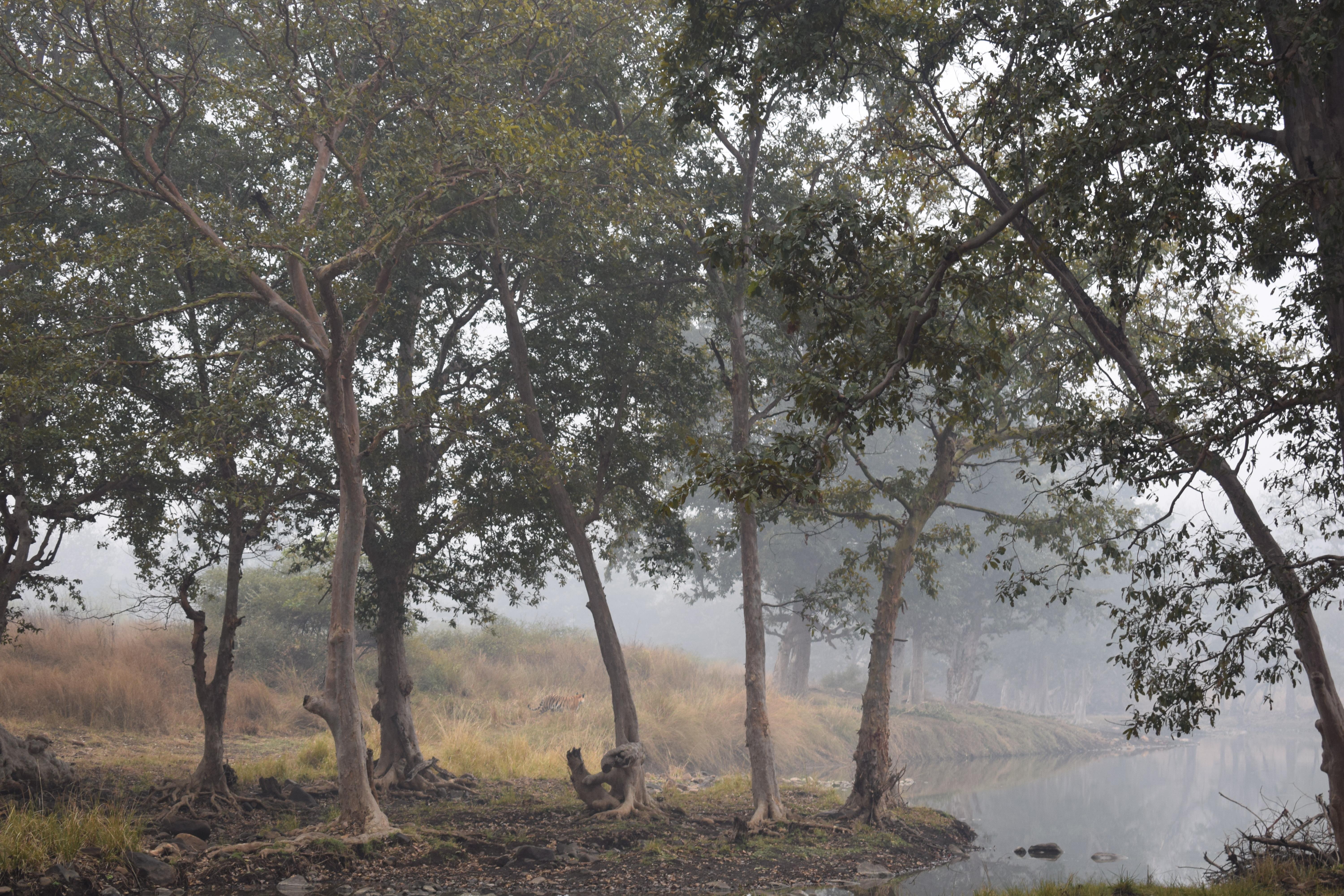 Winter season in Panna National Park